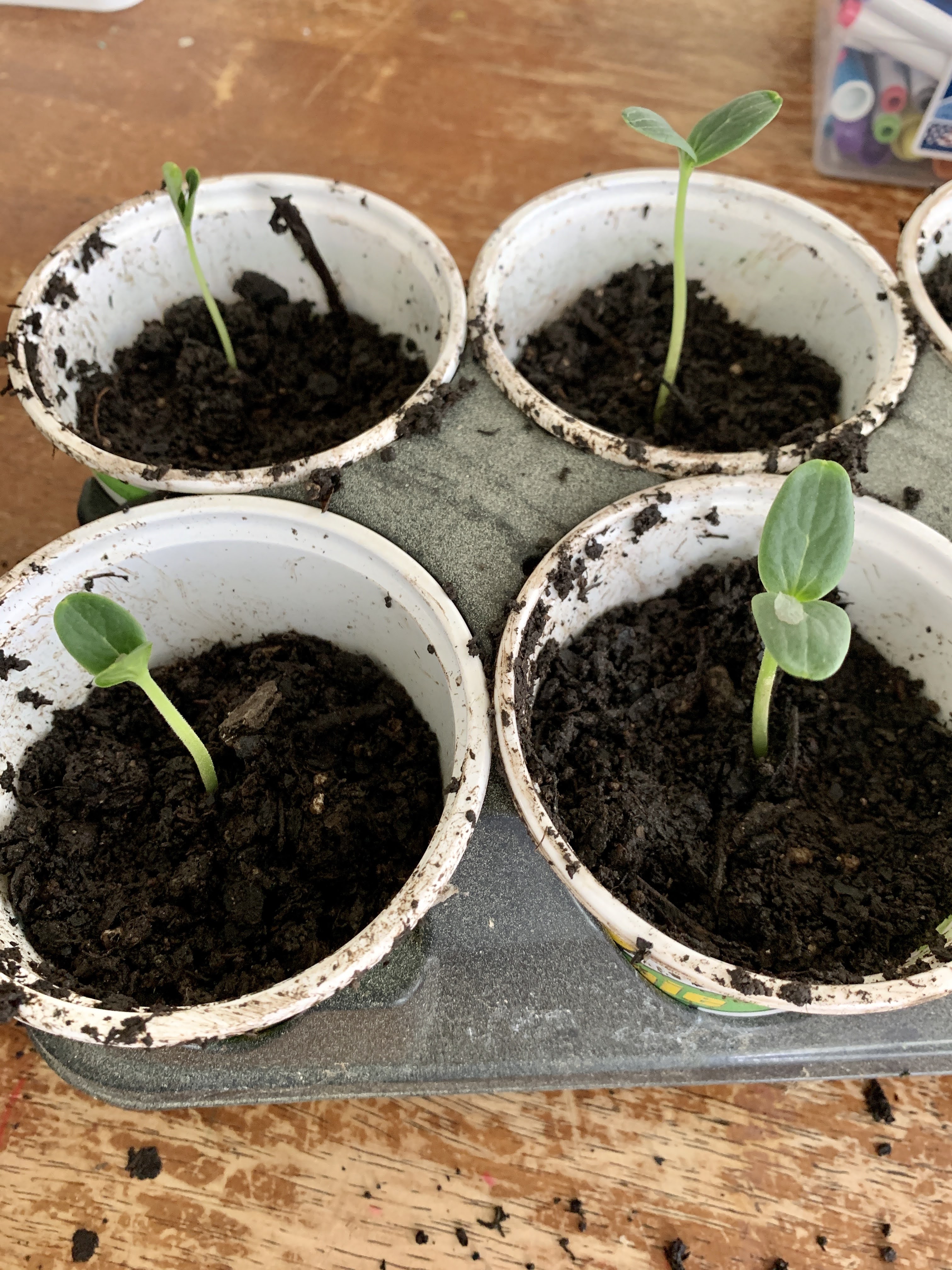 seedlings